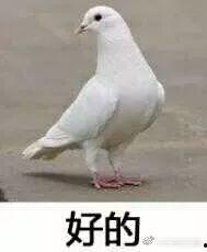 鸽子翻车阿姨爆料视频,揭秘背后惊人真相  第3张